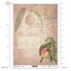 peach, fruit, twig, leaves, old inscriptions, retro, handwriting, old documents, Pfirsich, Obst, Zweig, Blätter, alte Inschriften, retro, Handschrift, alte Dokumente, melocotón, durazno, fruta, ramita, hojas, inscripciones antiguas